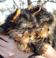 Adorable Yorkie Puppies For Available for Good homes
