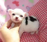 Lovely Chihuahua Puppies For Adoption.