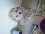 gorgeous toy poodle puppy