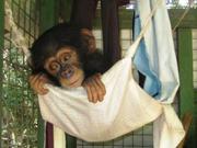 Adorable Baby Capuchins, squirrel And Marmoset Monkeys