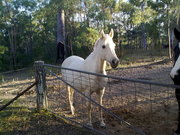 Palamino Mare with White Star