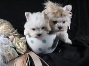 GORGEOUS WHITE TEACUP MALTESE PUPPIES FOR ADOPTION