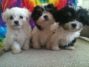 3 FEMALE CAVALIER x MALTESE, 10 WEEKS OLD :)