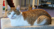 Domestic Short Hair - Calvin - Large - Senior - Male - Cat