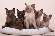 European burmese