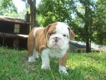 cute bulldog puppy for adoption