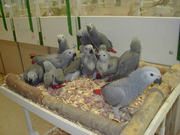 Healthy parrots, chicks and eggs for sale.