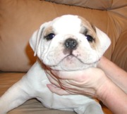 English bulldog puppies for adoption