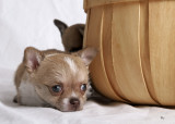 cute and lovable kid loving chihuahua puppies for rehoming
