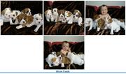 I have 3 beautiful English bulldog puppies Fee For Adoption