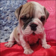 VERY HEALTHY AND GORGEOUS BULLDOG PUPPIES FOR A NEW HOME