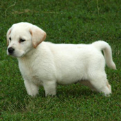 magnificient Labrador Retriever for a new home