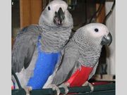 Extra Sweet African Grey Parrots for new homes