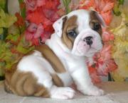 AKC Reg Bulldog