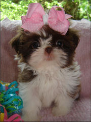 cute and adorable yorkshietere puppy for adoption