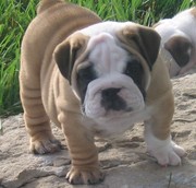 Super Cute English Bulldog Puppy For Good Home