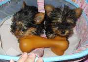 Adroble Yorkie Puppies For Free Adoption