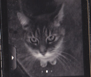 MISTY IS THE MOST BEAUTIFUL & AFFECTIONATE CAT YOU COULD EVER WANT