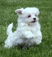 Maltese Puppies For Adoption .