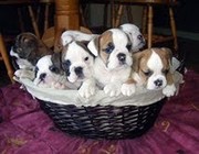 english bulldog for offer