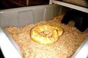 albino and piebald pythons