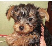 Top Quolity Yorkie Puppy For Free Adoption