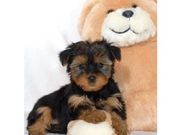 Yorkshire Terrier Puppies for sale