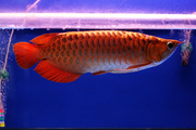 Quality Super Red Arwoana for sale