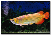 AROWANAS FOR SALE(chili red, super red, golden x back, rtg, silver, black 