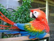 TAMED AMAZON, COCKATOO, AFRICAN GREY and MACAW PARROTS