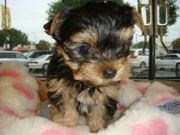 Tea Cup Yorkie Puppies For Free Adoption.