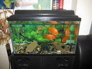 30 Gallon tank with filter Free For A Good Home