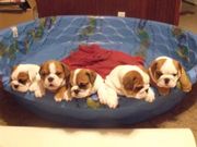 PUREBRED AKC $ CKC HEALTHY ENGLISH BULLDOG PUPPIES READY 4 ADOPTIO