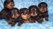 Rottweiler for adoption