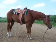 2 quater horses for adoption