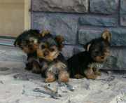 Yorkie Puppies For Free Adoption.Outsanding, playfull and good lookin