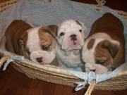 Gorgeous English bulldog puppies