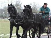 adorable gelding Frisians for adoption.