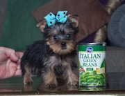 Adorable Male And Female Yorkie Puppies Ready For A New Home