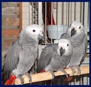 Tamed And Weaned Congo Grey Parrots Searching A Forever Home