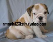 ENGLISH BULLDOG PUPPIES FOR ADOPTION
