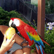 best Scarlet Macaws available for sale