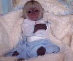 Adorable baby capuchin monkies and marmosets ready for good homes