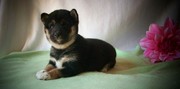 Shiba Inu Puppies For Sale