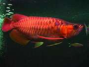 asian arowanas for sale