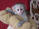 capuchin monkeys for adoption