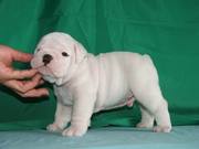 POTTY TRAINED ENGLISH BULLDOG PUPPIES