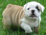 CUTE ENGLISH BULLDOG PUPPIES FOR ADOPTION