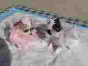 Beautifully marked AKC Short-coat chihuahua puppies, 1 male -1 females