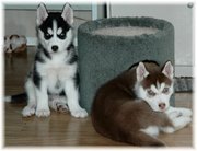 blue eyes siberian husky puppies available
